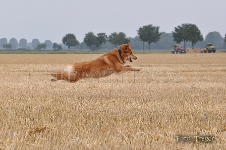 Harzer Fuchs / Bild 365 von 755 / 11.08.2015 13:46 / DSC_1851.JPG