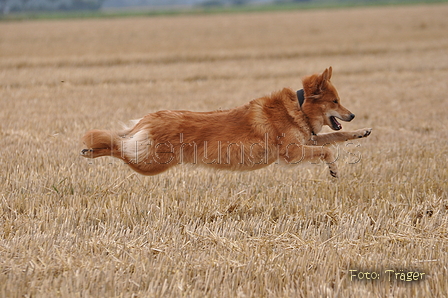 Harzer Fuchs / Bild 363 von 755 / 11.08.2015 13:58 / DSC_2018.JPG