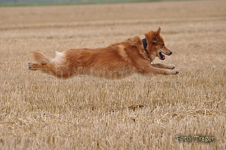 Harzer Fuchs / Bild 362 von 755 / 11.08.2015 13:58 / DSC_2020.JPG