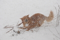 Harzer Fuchs / Bild 355 von 755 / 16.01.2016 15:47 / DSC_4400.JPG