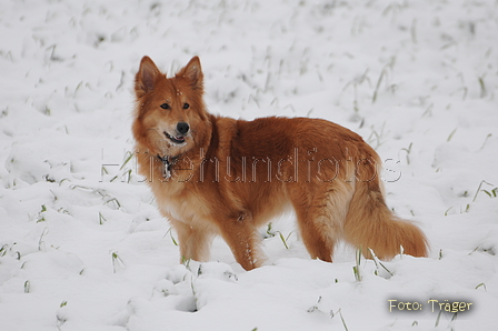 Harzer Fuchs / Bild 352 von 755 / 17.01.2016 14:23 / DSC_4807.JPG