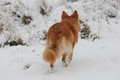 Harzer Fuchs / Bild 350 von 755 / 17.01.2016 14:35 / DSC_4909.JPG