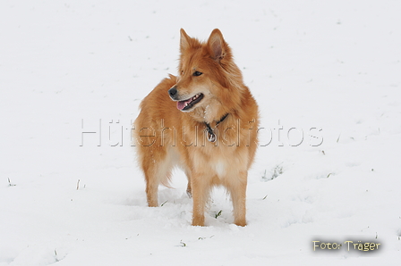 Harzer Fuchs / Bild 349 von 755 / 17.01.2016 14:37 / DSC_4925.JPG