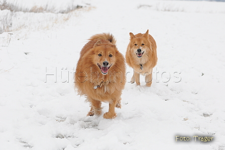 Harzer Fuchs / Bild 347 von 755 / 17.01.2016 14:39 / DSC_4972.JPG