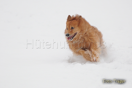 Harzer Fuchs / Bild 343 von 755 / 17.01.2016 14:57 / DSC_5231.JPG