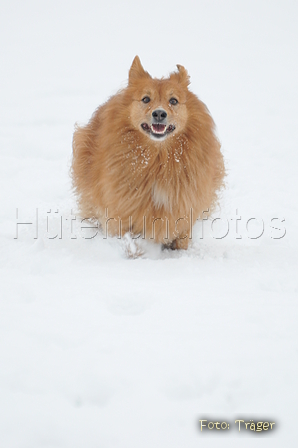 Harzer Fuchs / Bild 342 von 755 / 17.01.2016 14:58 / DSC_5249.JPG