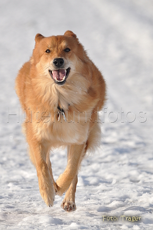 Harzer Fuchs / Bild 336 von 755 / 21.01.2016 14:04 / DSC_3801.JPG