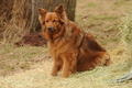 Harzer Fuchs / Bild 330 von 755 / 12.03.2016 10:59 / DSC_6081.JPG