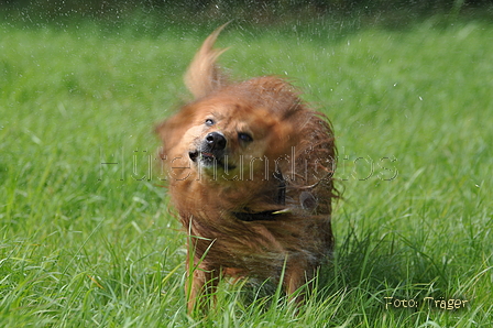 Harzer Fuchs / Bild 320 von 755 / 10.07.2016 16:01 / DSC_6309.JPG