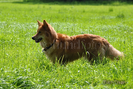 Harzer Fuchs / Bild 318 von 755 / 10.07.2016 16:10 / DSC_6397.JPG