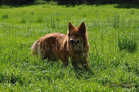 Harzer Fuchs / Bild 317 von 755 / 10.07.2016 16:11 / DSC_6416.JPG