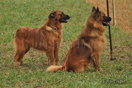 Harzer Fuchs / Bild 300 von 755 / 17.09.2016 15:14 / DSC_2140.JPG