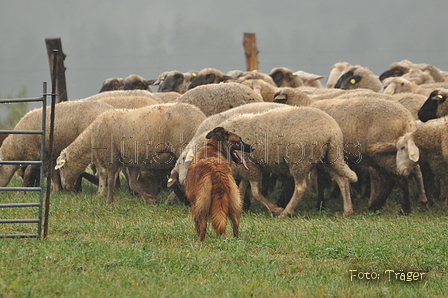 Harzer Fuchs / Bild 296 von 755 / 17.09.2016 15:38 / DSC_2599.JPG