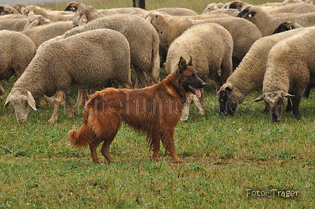 Harzer Fuchs / Bild 295 von 755 / 17.09.2016 15:55 / DSC_2825.JPG