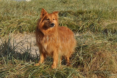 Harzer Fuchs / Bild 283 von 755 / 21.09.2016 09:47 / DSC_0187.JPG