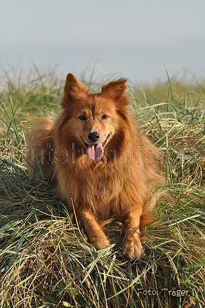 Harzer Fuchs / Bild 281 von 755 / 21.09.2016 09:48 / DSC_0202.JPG