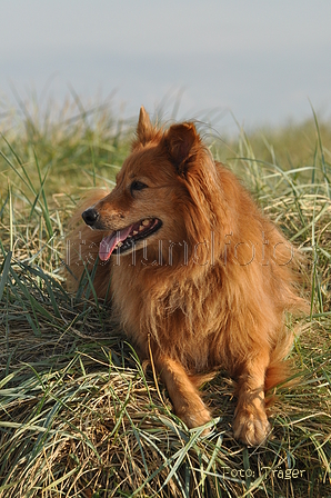 Harzer Fuchs / Bild 280 von 755 / 21.09.2016 09:48 / DSC_0203.JPG