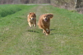 Harzer Fuchs / Bild 274 von 755 / 25.03.2017 10:55 / DSC_6135.JPG