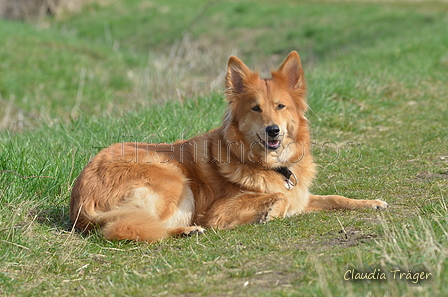 Harzer Fuchs / Bild 273 von 755 / 25.03.2017 10:56 / DSC_6147.JPG