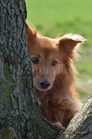 Harzer Fuchs / Bild 271 von 755 / 25.03.2017 11:12 / DSC_6246.JPG