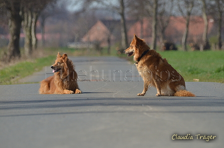 Harzer Fuchs / Bild 268 von 755 / 25.03.2017 11:38 / DSC_6468.JPG