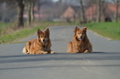 Harzer Fuchs / Bild 267 von 755 / 25.03.2017 11:41 / DSC_6512.JPG