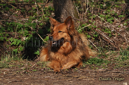 Harzer Fuchs / Bild 265 von 755 / 26.03.2017 12:40 / DSC_1294.JPG