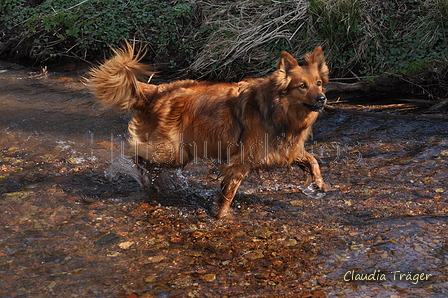 Harzer Fuchs / Bild 263 von 755 / 26.03.2017 14:05 / DSC_1414.JPG