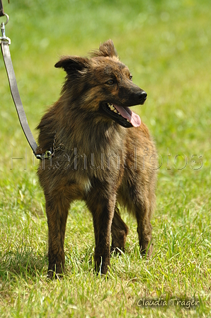 Harzer Fuchs / Bild 260 von 755 / 23.07.2017 11:30 / DSC_3857.JPG