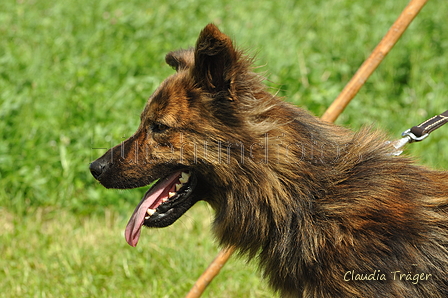 Harzer Fuchs / Bild 259 von 755 / 23.07.2017 11:31 / DSC_3874.JPG