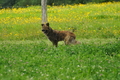 Harzer Fuchs / Bild 257 von 755 / 23.07.2017 11:42 / DSC_3958.JPG