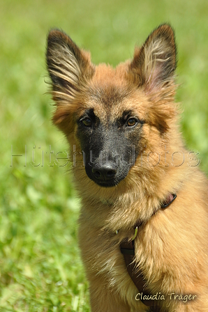 Harzer Fuchs / Bild 250 von 755 / 23.07.2017 15:09 / DSC_5817.JPG