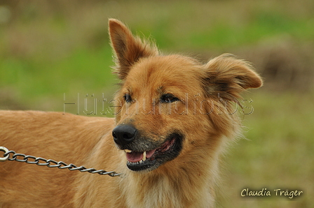 Harzer Fuchs / Bild 248 von 755 / 26.08.2017 09:11 / DSC_8789.JPG