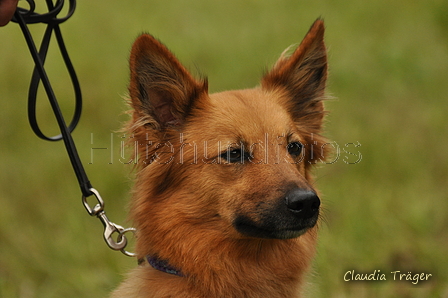 Harzer Fuchs / Bild 233 von 755 / 10.09.2017 11:59 / DSC_4721.JPG