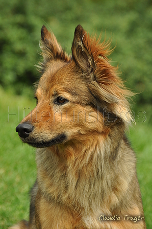 Harzer Fuchs / Bild 229 von 755 / 18.06.2019 11:01 / DSC_1514.JPG