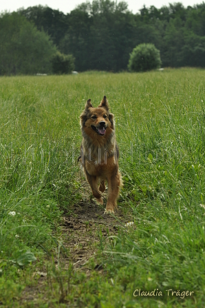 Harzer Fuchs / Bild 226 von 755 / 18.06.2019 11:09 / DSC_1566.JPG