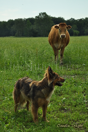 Harzer Fuchs / Bild 225 von 755 / 18.06.2019 11:10 / DSC_6246.JPG