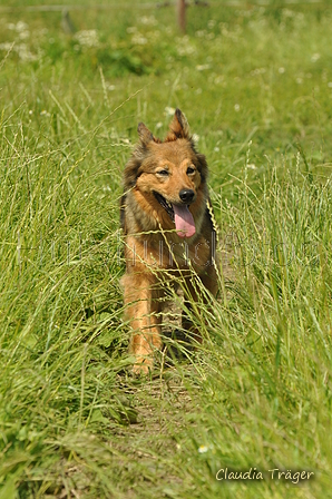 Harzer Fuchs / Bild 222 von 755 / 18.06.2019 11:21 / DSC_1749.JPG