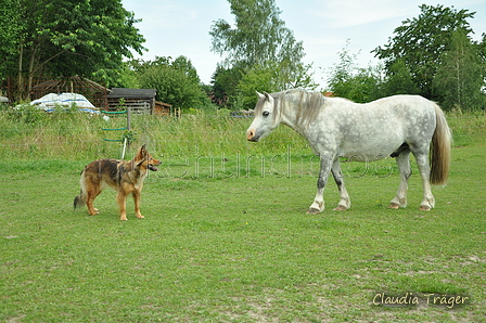 Harzer Fuchs / Bild 220 von 755 / 18.06.2019 11:33 / DSC_6347.JPG