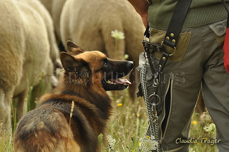 Harzer Fuchs / Bild 214 von 755 / 28.07.2019 08:59 / DSC_5051.JPG