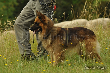 Harzer Fuchs / Bild 213 von 755 / 28.07.2019 09:01 / DSC_5084.JPG