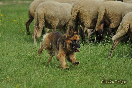 Harzer Fuchs / Bild 211 von 755 / 28.07.2019 10:16 / DSC_5756.JPG