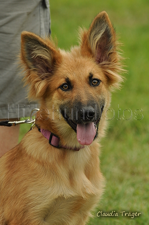 Harzer Fuchs / Bild 207 von 755 / 28.07.2019 12:22 / DSC_7280.JPG