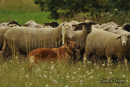 Harzer Fuchs / Bild 204 von 755 / 28.07.2019 14:05 / DSC_8004.JPG