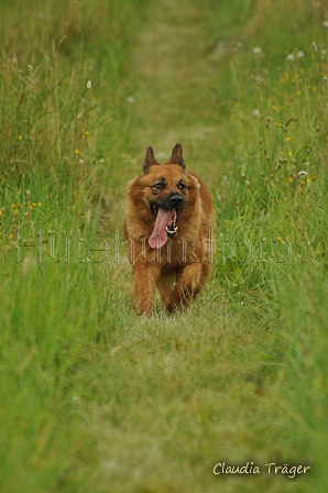 Harzer Fuchs / Bild 202 von 755 / 28.07.2019 14:23 / DSC_8345.JPG