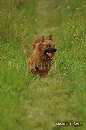 Harzer Fuchs / Bild 201 von 755 / 28.07.2019 14:23 / DSC_8346.JPG