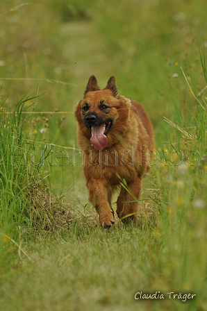 Harzer Fuchs / Bild 200 von 755 / 28.07.2019 14:25 / DSC_8446.JPG