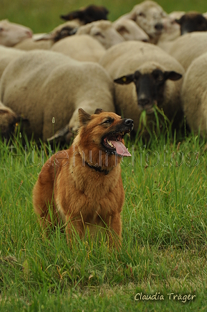 Harzer Fuchs / Bild 198 von 755 / 28.07.2019 14:30 / DSC_8597.JPG