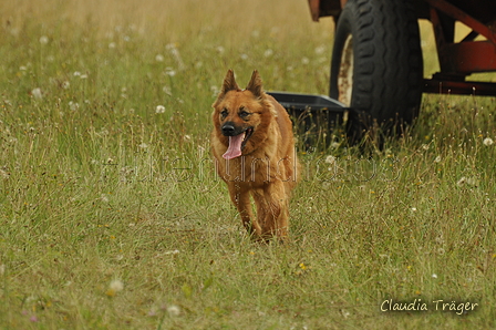 Harzer Fuchs / Bild 196 von 755 / 28.07.2019 14:38 / DSC_8731.JPG