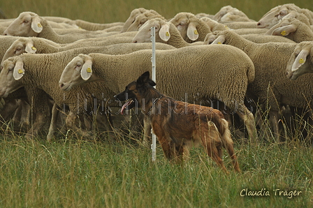 Harzer Fuchs / Bild 195 von 755 / 07.09.2019 13:39 / DSC_7797.JPG